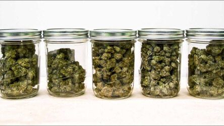 Moscow mule and marijuana – Does alcohol and marijuana mix? – Possible dangers of consuming both?